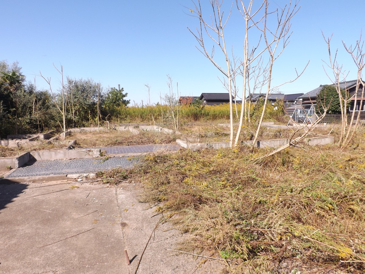 日本海近くの波松